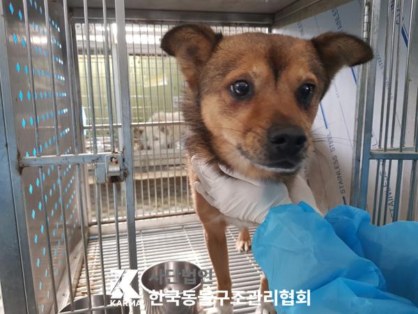 한국동물구조관리협회_441404202500055